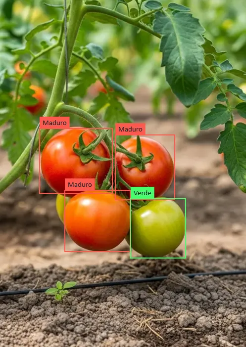 Visión artificial clasificando tomates maduros y verdes en una planta